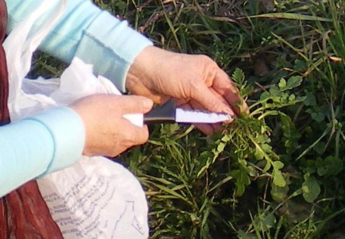 rosole primo piano