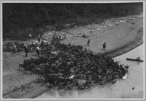 Mandria di renne a Nulato, 1900, ca.