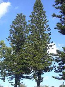 ARAUCARIA