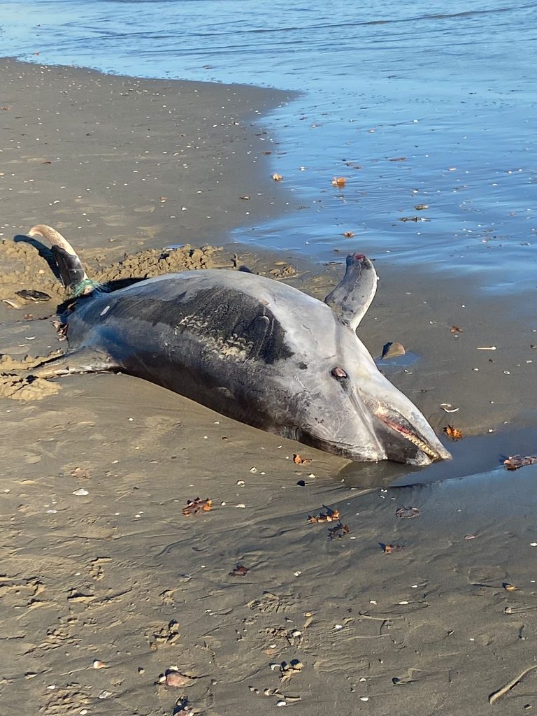 Delfino spiaggiato